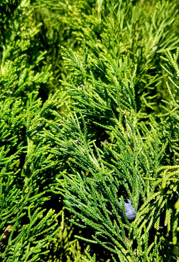 Juniper Smudge Saining Bundle handmade & Blessed, 6+" Quartz Crystal REIKI Magic
