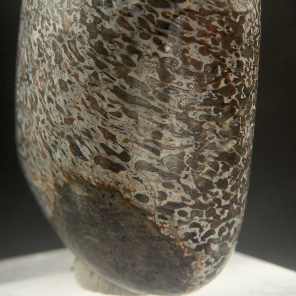 DINOSAUR BONE - Cetiosaur - Middle Jurassic, Bthonian- Bou Leman - MOROCCO AS84