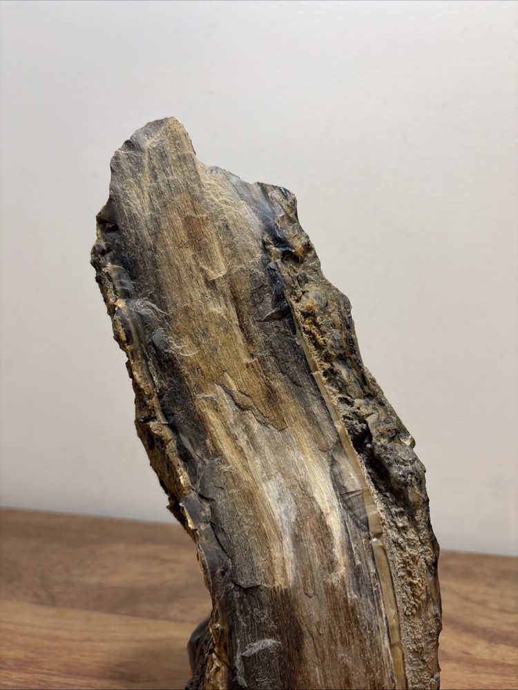 Incredible Black Multicolor Petrified Wood Scholar Stone!