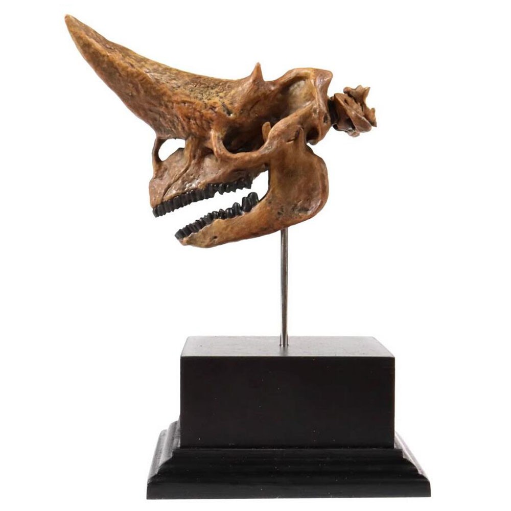 Arsnoitherium Skull Statue Head Animal Model 3D printing Display
