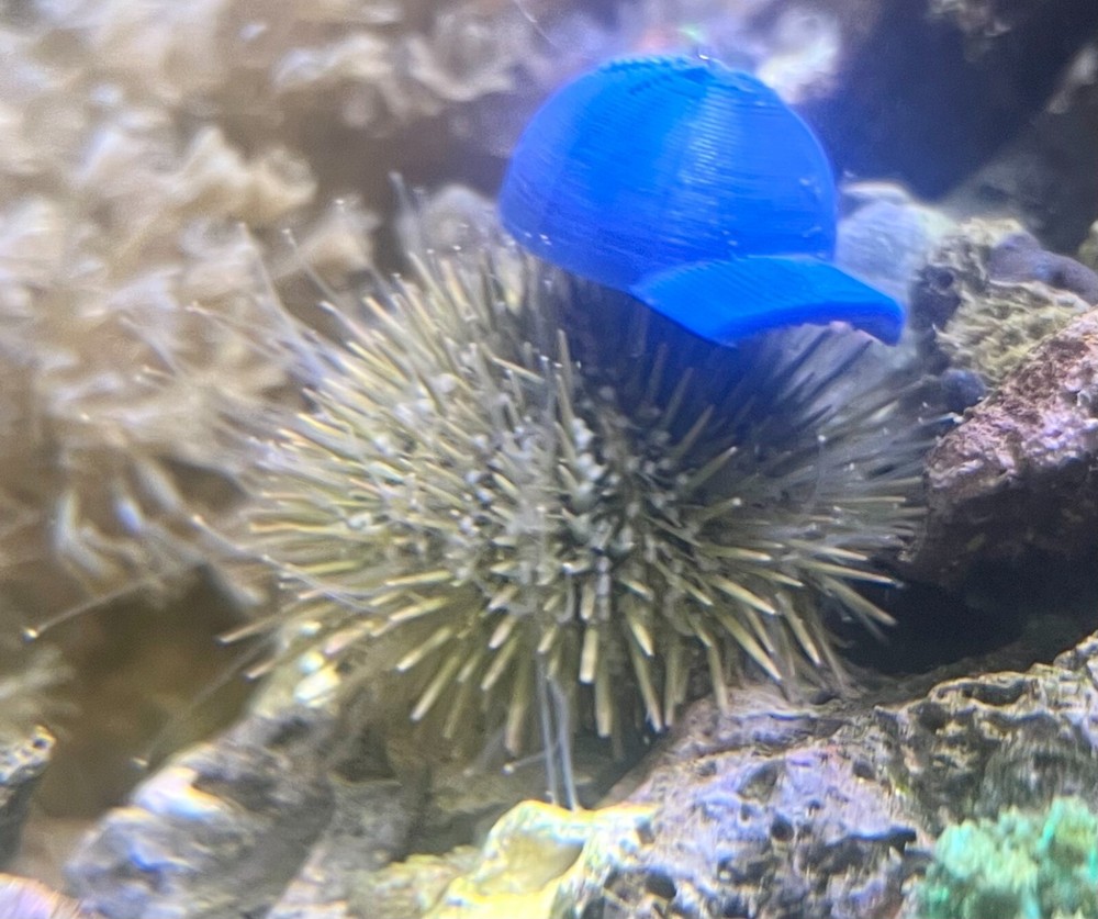 aSea Urchin Ball Cap/ Hat