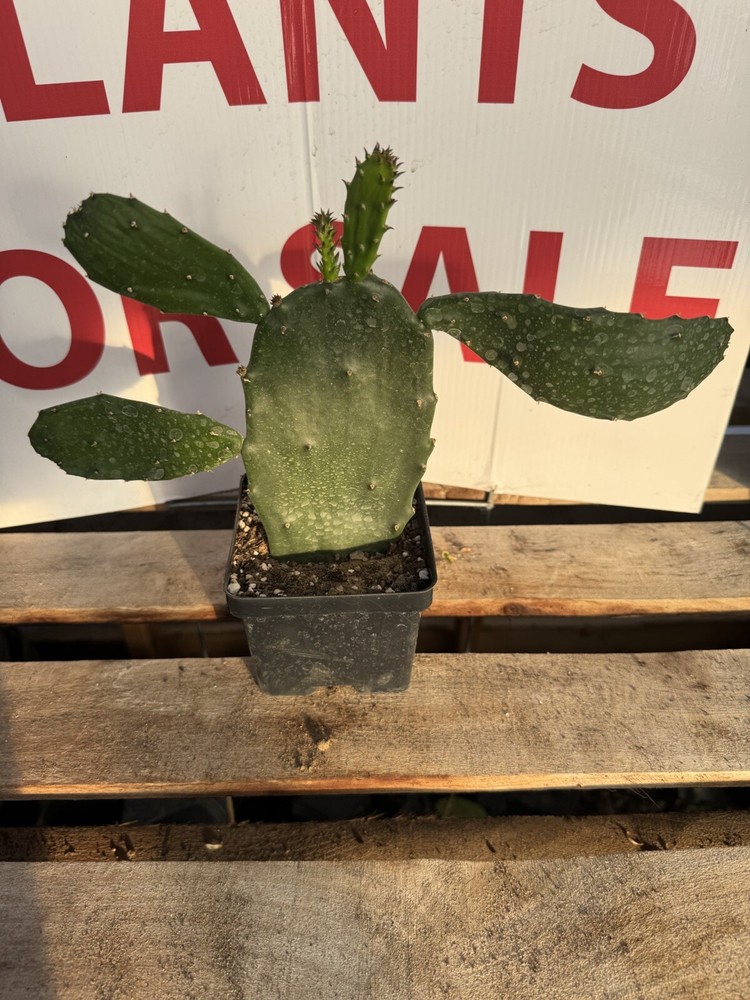 Prickly Pear Cactus Rooted Starts- Fast Growing