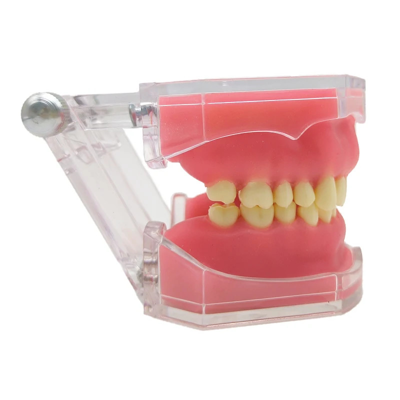 Dental Tooth Extraction Pratice Model Removable Teeth Soft Gum Typodont Model