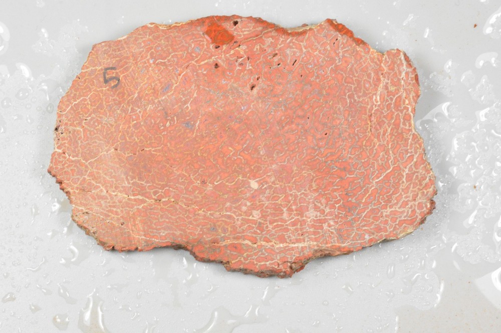 Orange Agatized Dinosaur Bone, New Mexico, 70 grams