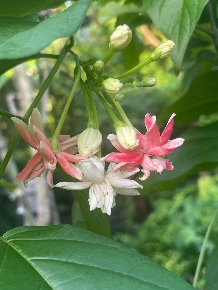 Combretum indicum Rangoon Creeper Double Flowers Chinese Honeysuckle