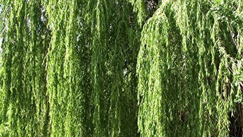 2 Bright Green Weeping Willow Cuttings Wisconsin Weeping Willow Root