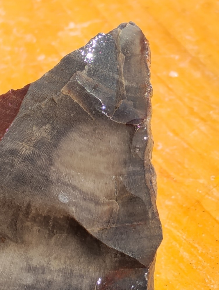 Petrified Wood Cut Once Ready For Display