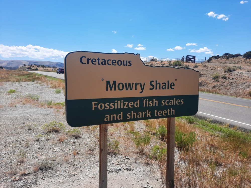 Opuntia Polyacantha- Cretaceous Period