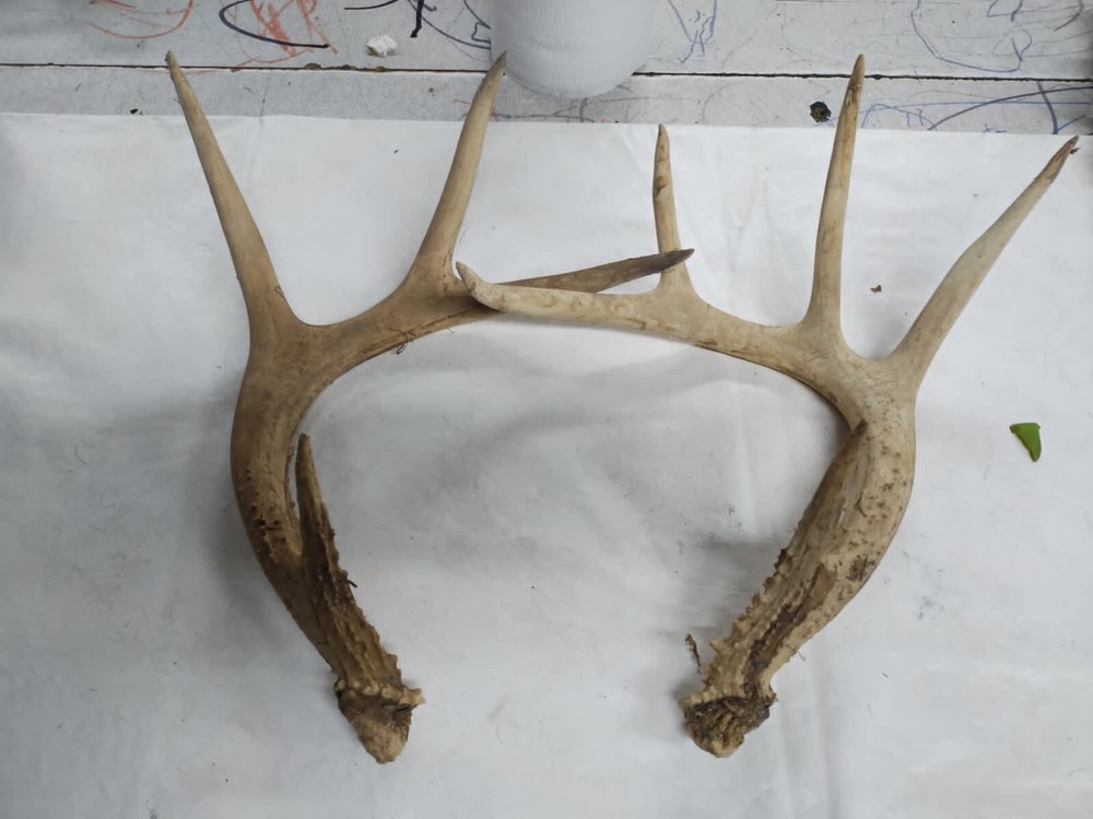 Whitetail Antlers cut offs #5