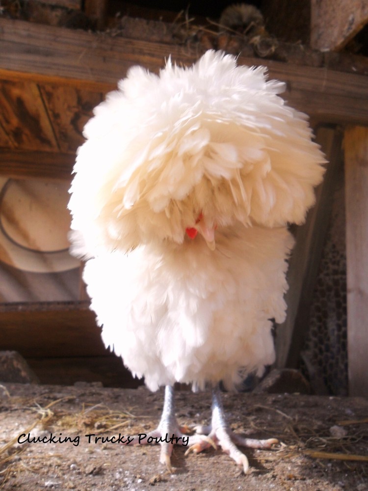 Polish Bantam Hatching Eggs 10+ Eggs