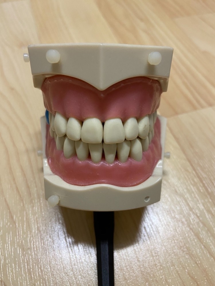 Typodont dental model