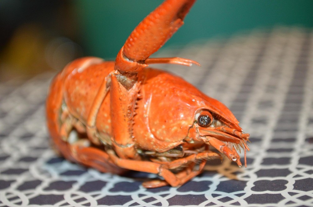Whole Crayfish- Hermit Crab Food