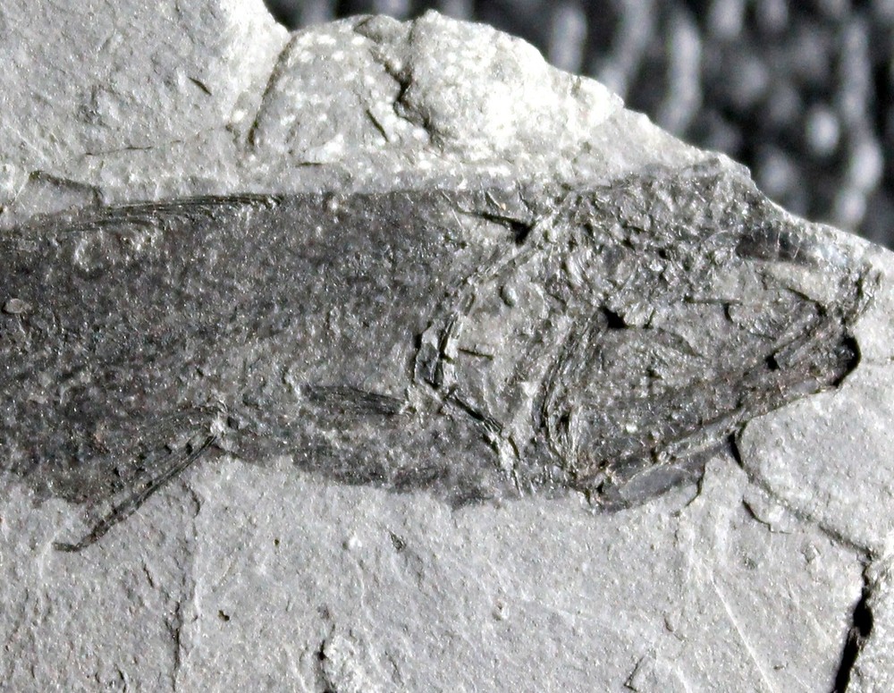 Protomyctophum sp - Nicely preserved fossil fish