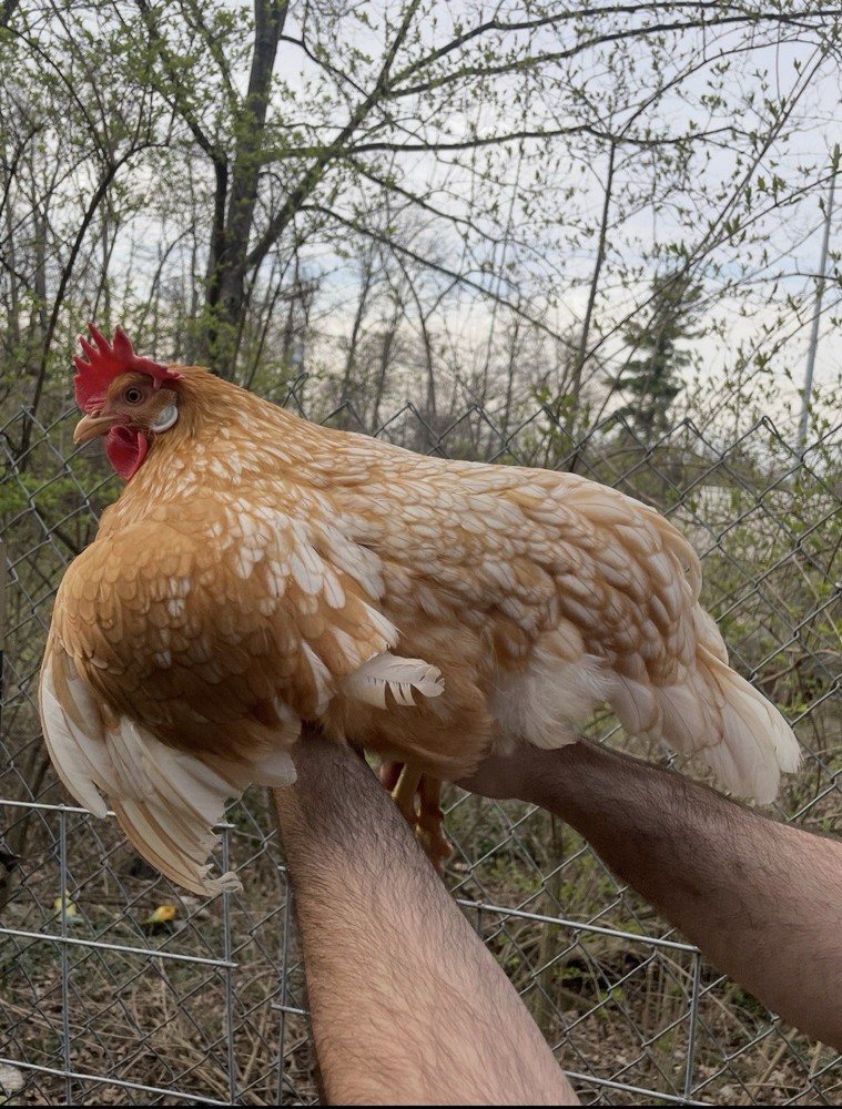 12 LF Colored Leghorn Hatching Eggs!