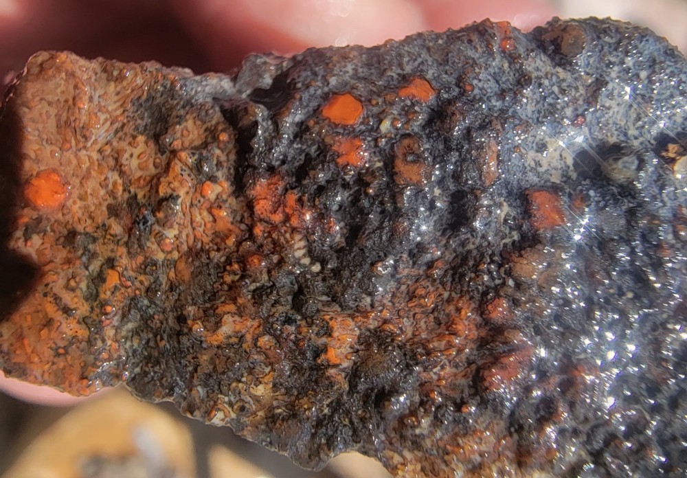 3.22 Lbs Agitized Dino Bone Smalls