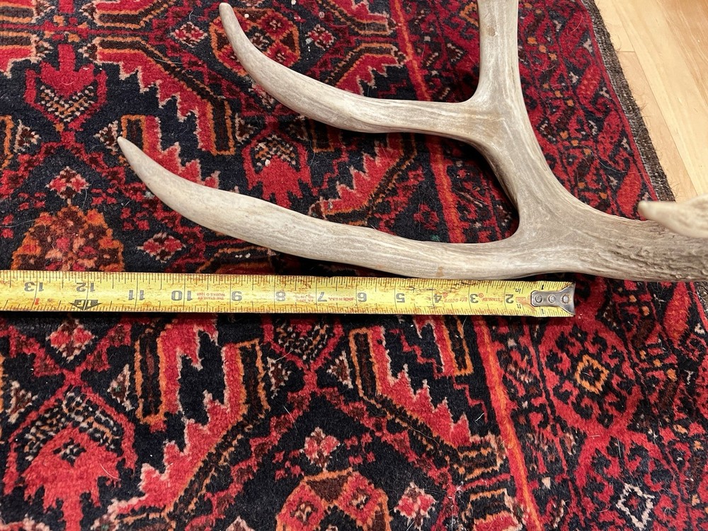 Three Large Wild Whitetail Antler Sheds