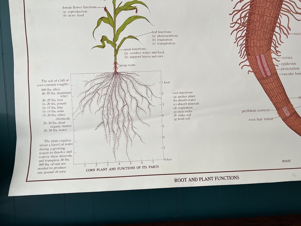 Vintage Science Biology Classroom Chart Poster - Liverwort & Root/Plant Function