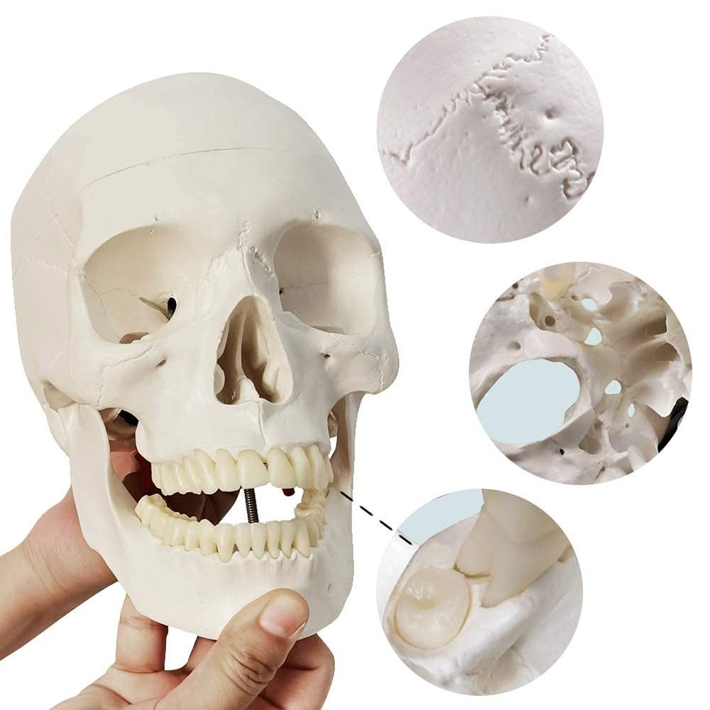 Detailed Life-Size Anatomical Skull Model - Ideal for Teaching & Reference