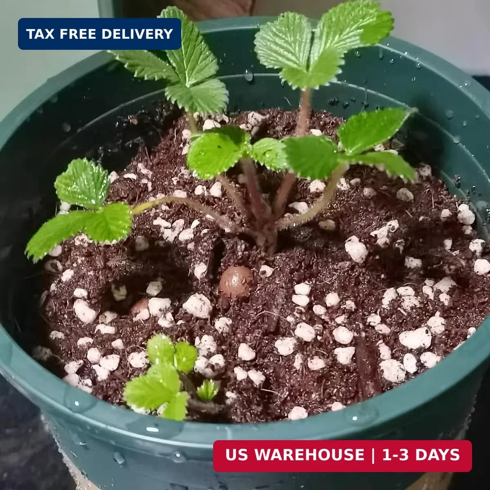 2 Quart Organic Perlite Horticultural Soil Amendment for Plants and Enhanced Dra