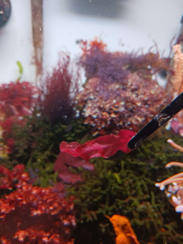 Macro Algae Variety Pack for Saltwater Aquariums and Refugiums