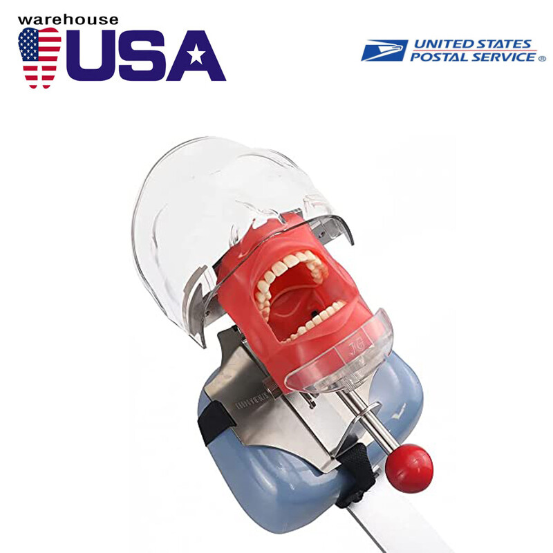 USA Detachable Dental Simulator Phantom Head Model For Dentist Teaching Practice