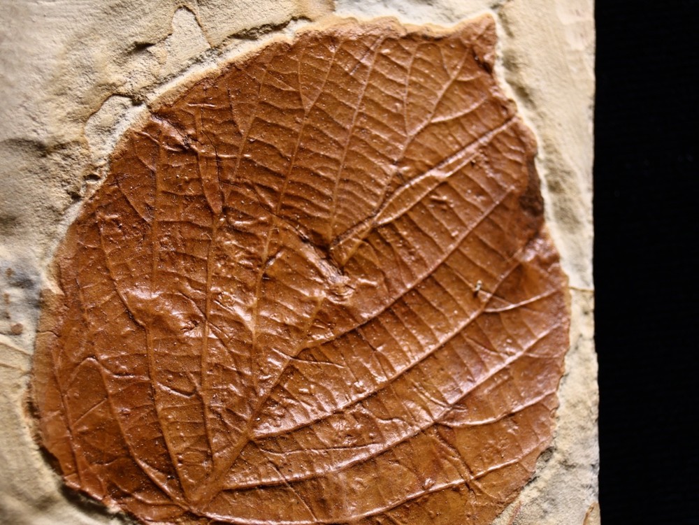 Niiice Leaf Fossil, Glendive, MT