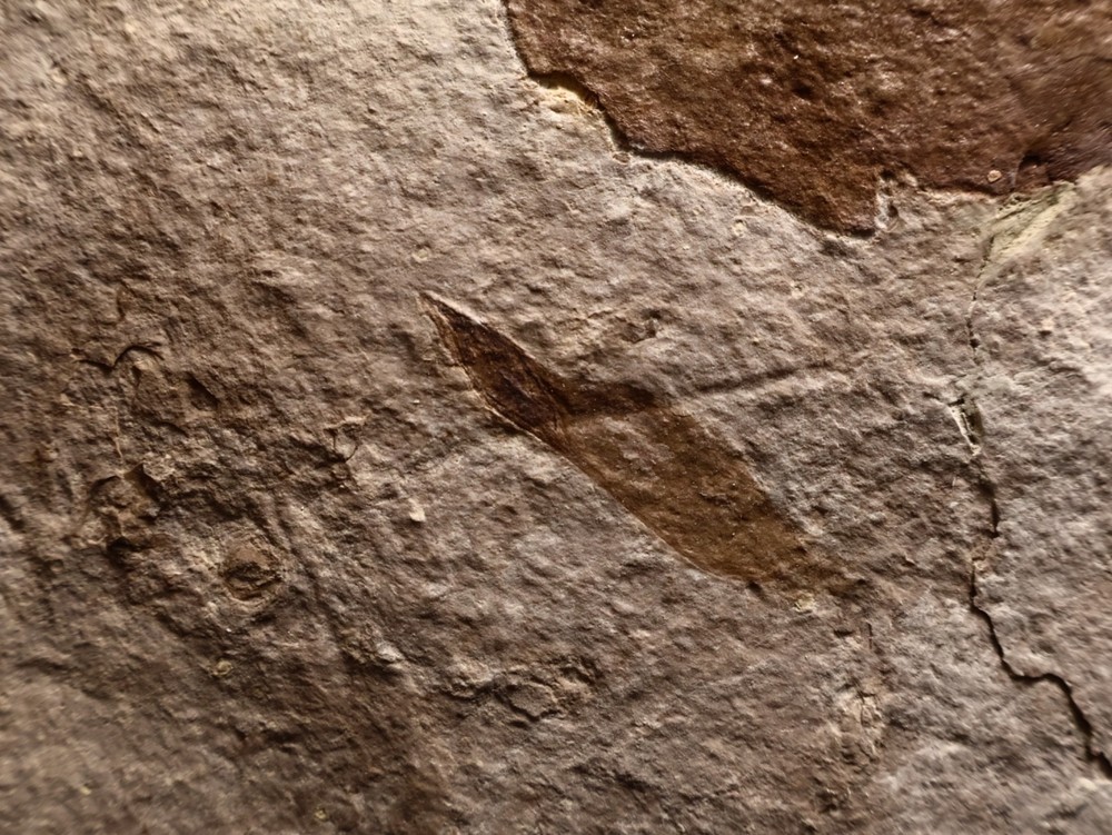 Nice Miocene Leaf Fossil Cherry Co., Nebraska