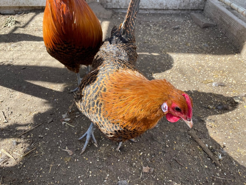 5+ Gold Deathlayer Hatching Eggs - Death layer - Westfälischer Totleger c2