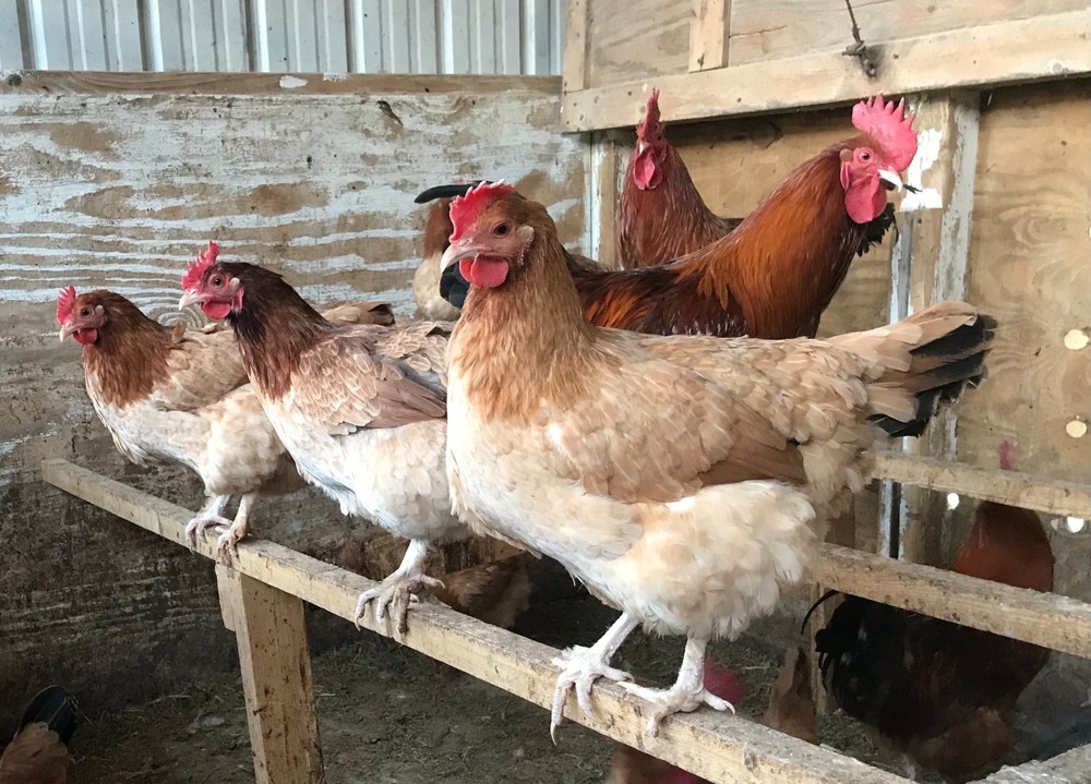 10++ Black Tail Red Marans Hatching Eggs - Cedar Hill Marans