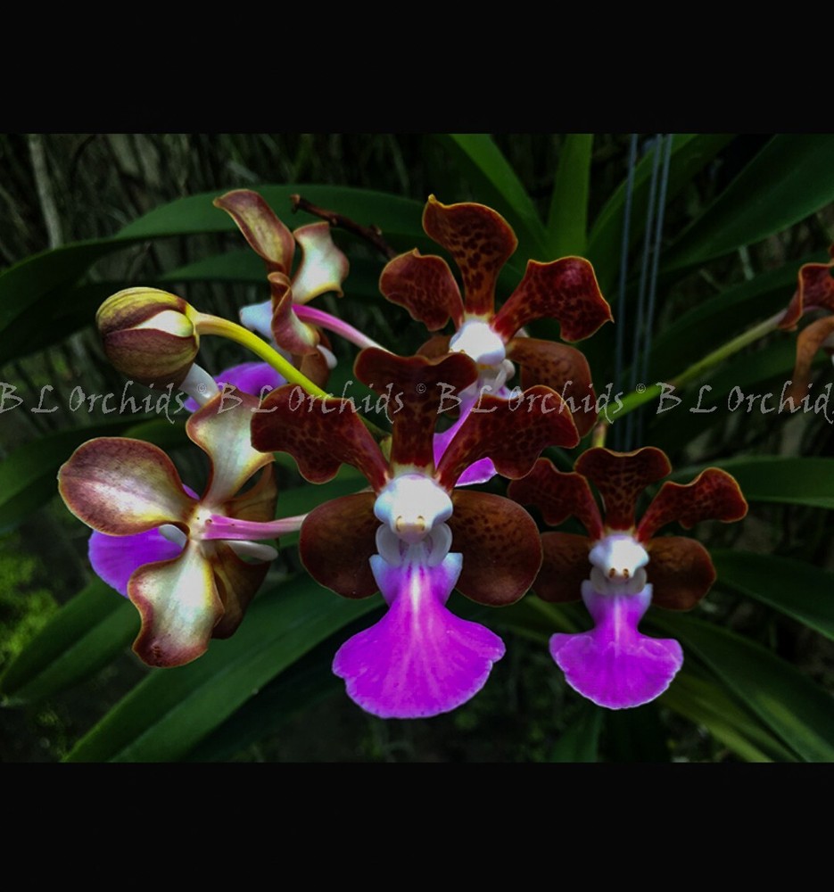 Vanda insignis