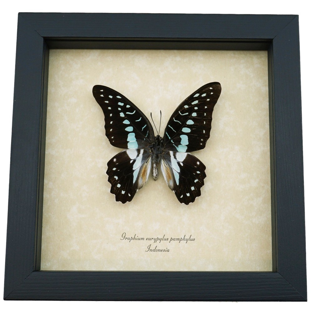 Pale Green Triangle Butterfly Graphium eurypylus pamphylus Framed Display