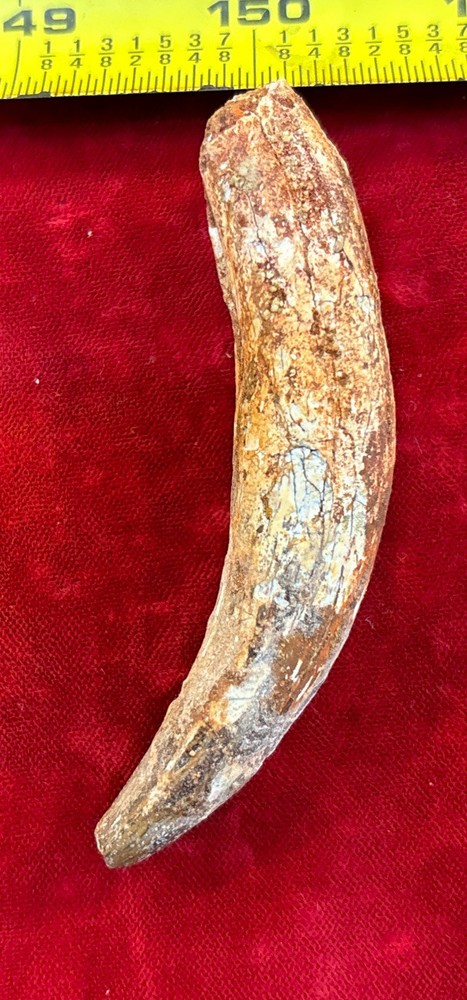 3 1/8 inch spinosaurus tooth