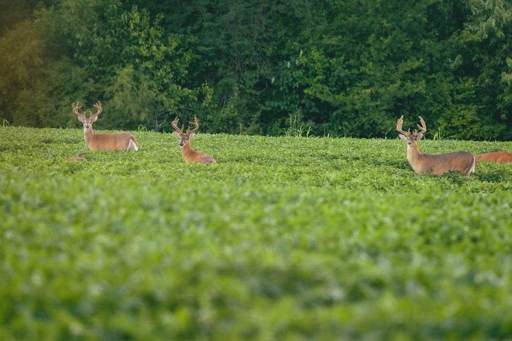 Eagle Seed Big Buck 6® Non-GMO Soybean | Deer Food Plot Seed