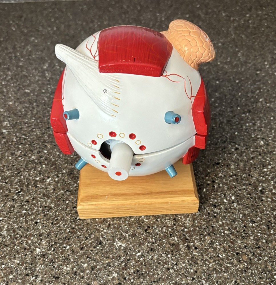 Human Anatomy Eye Model