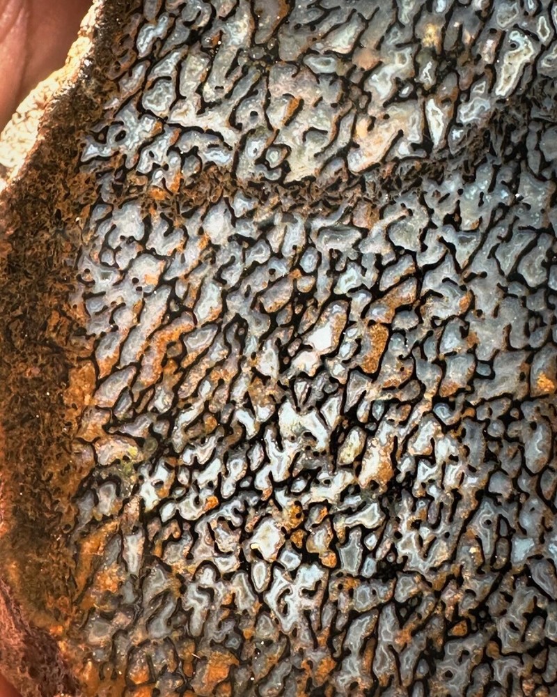 Dinosaur bone rough **hxtled wash split.