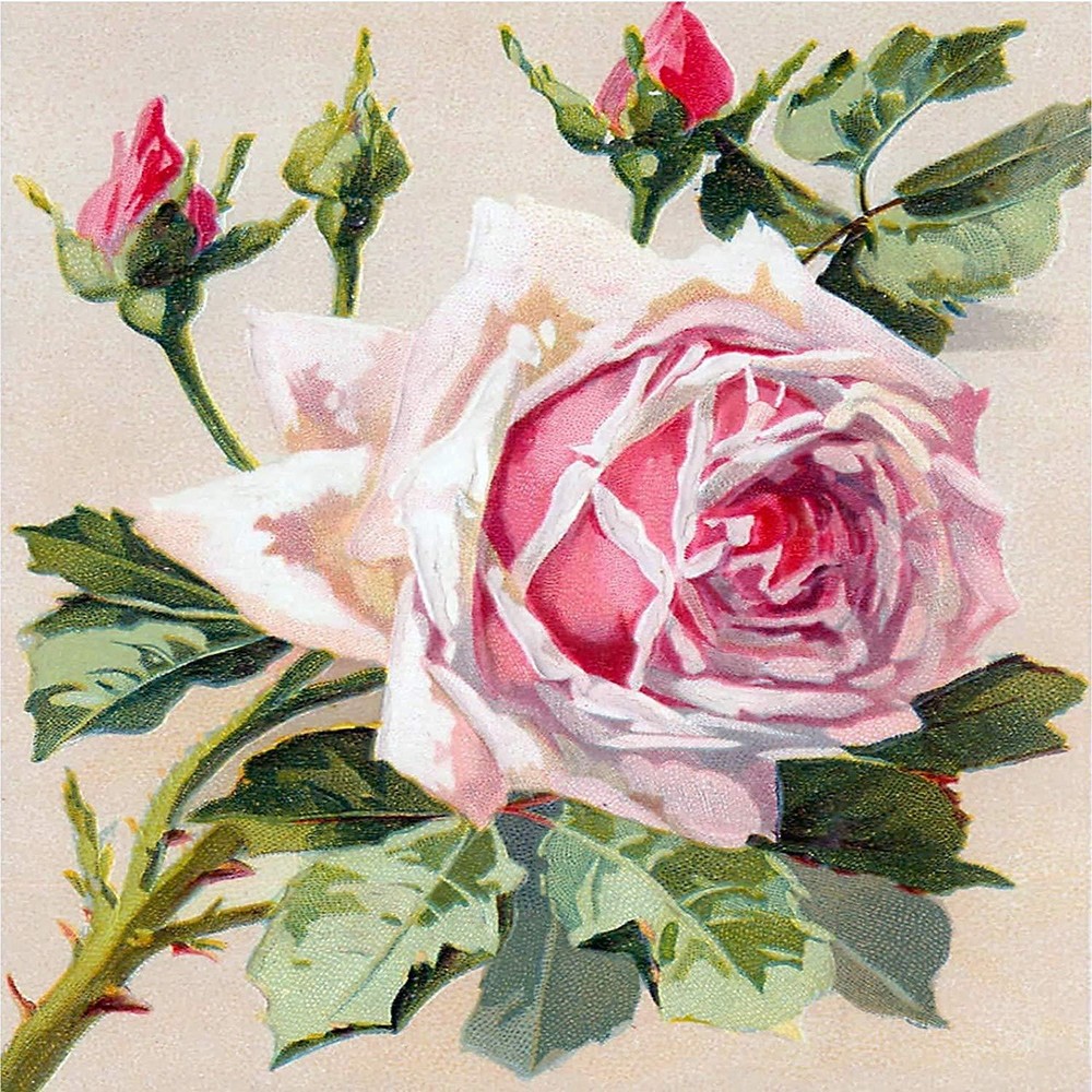 Flowers Pink Roses by C. Klein Tile Mural Kitchen Wall Backsplash Marble Ceramic