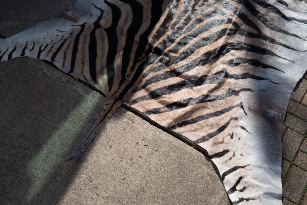African Zebra Taxidermy Hyde