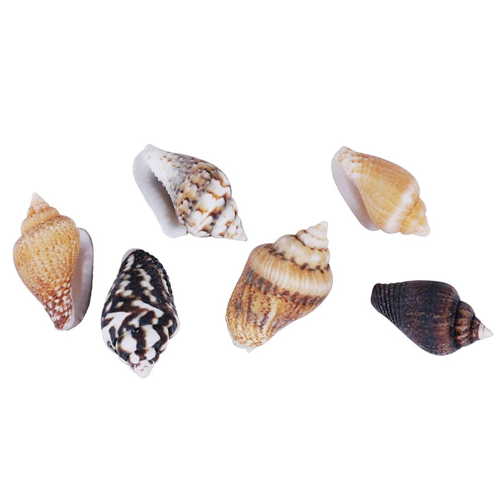 2000 PCS Tiny Mini Small Sea Shells for Crafting seashells, Tiny/2000pcs