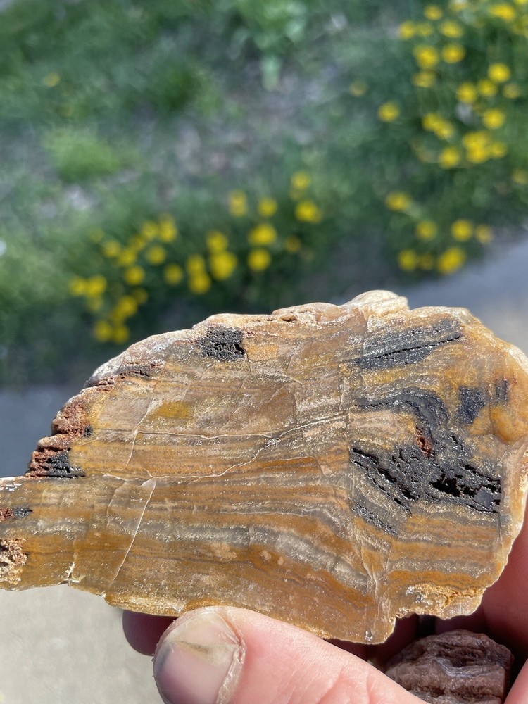 Super Unique, Faced/polished, Agatized/opalized petrified wood