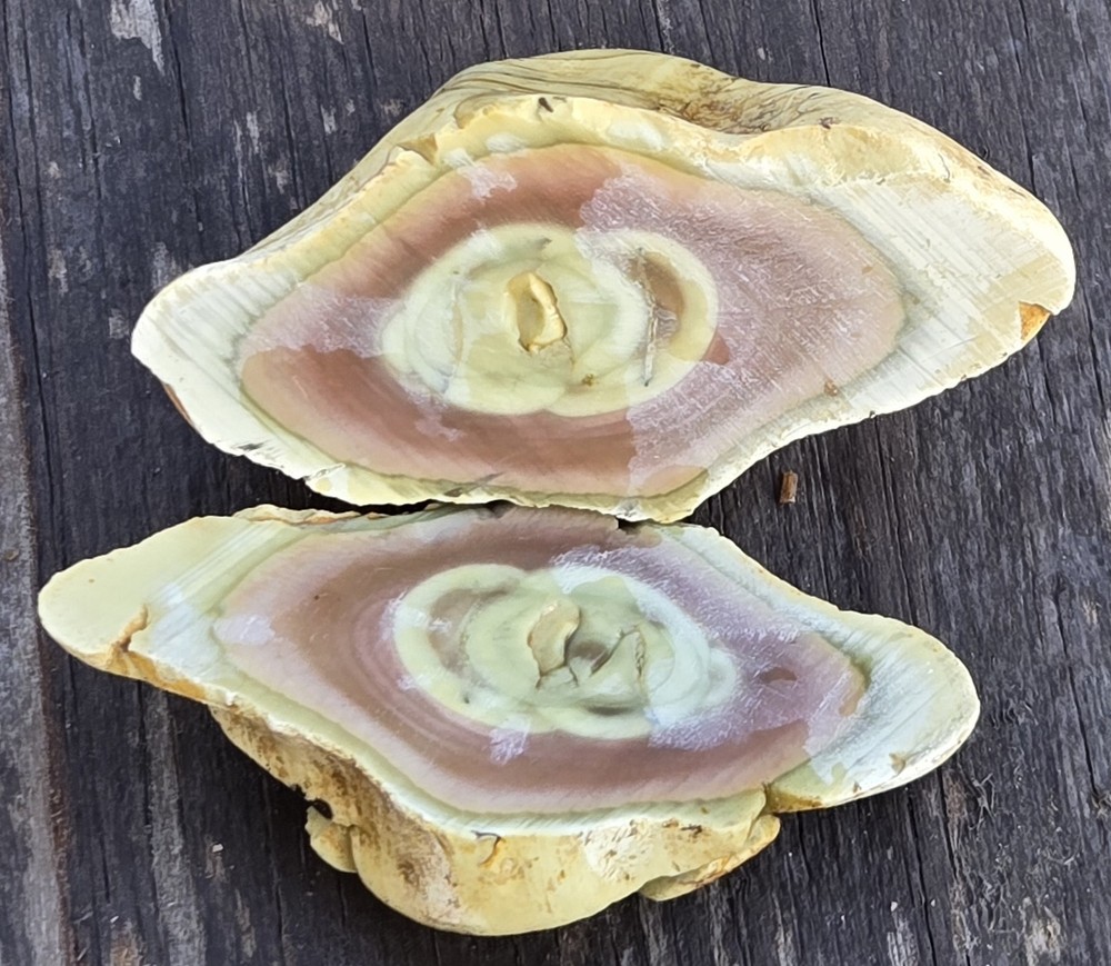 Royal Imperial Jasper Nodule Cut In Half Beautiful Egg Circle Pattern Rough