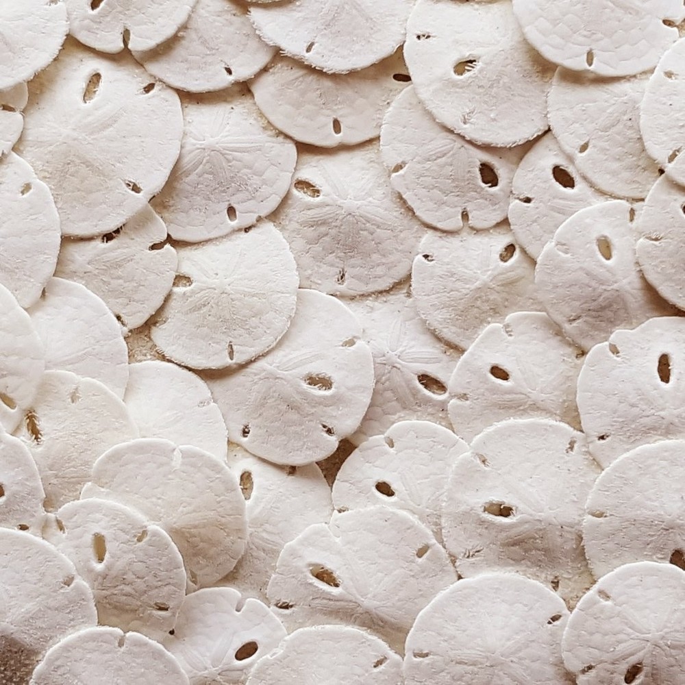 Sand Dollars 50pcs - Under 1" Inch - Tiny Natural Sand Dollar - Small White S...