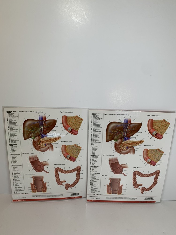 Chart Digestive System Anatomy Quick Ref. Educational Permachart (2) Laminated