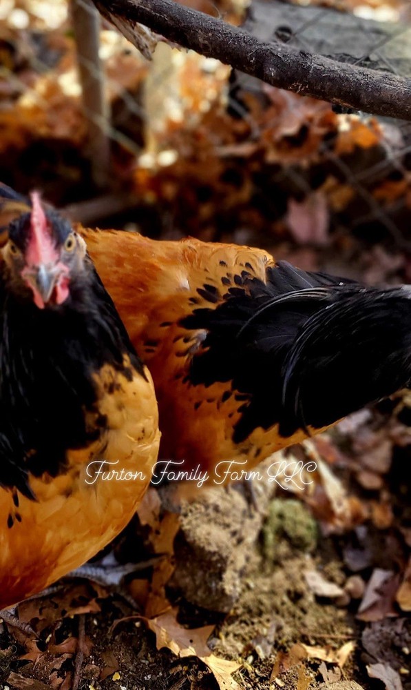 6 Vorwerk Chicken Hatching Eggs *RARE*