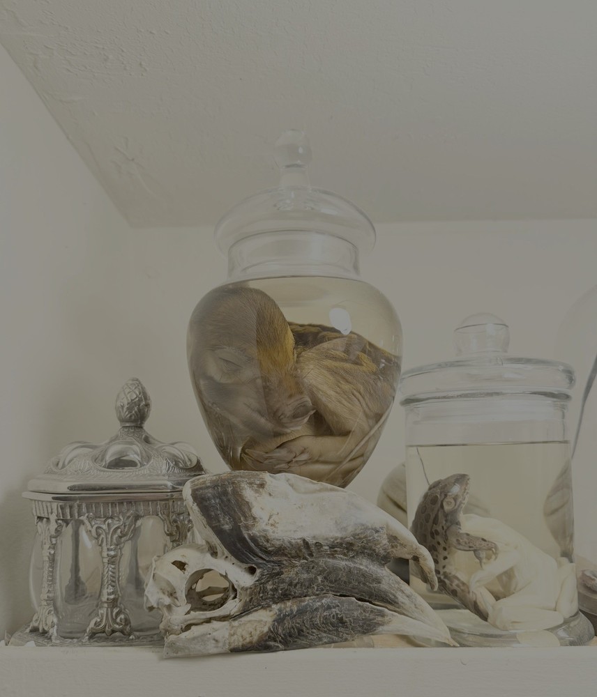 Super Cool Unique White-thighed Hornbill Skull (read description)