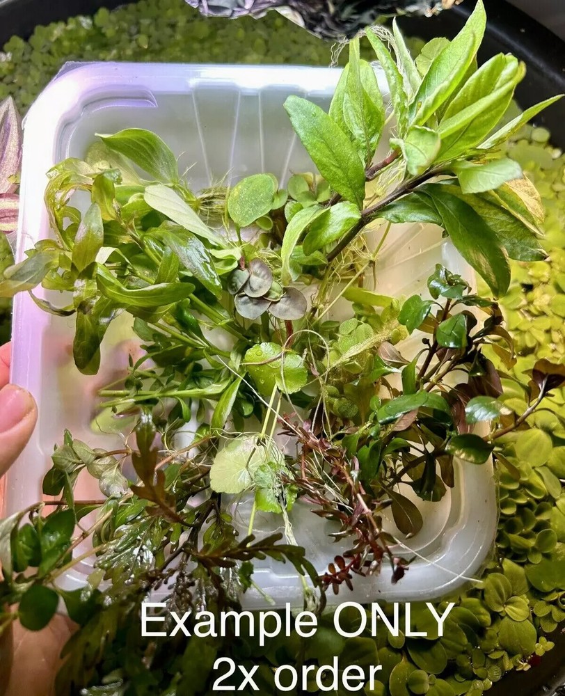 Premium Assorted Beginner Live Aquarium Plants Pack Floaters Red Green