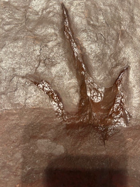 Grallator Dinosaur Tracks, Triassic