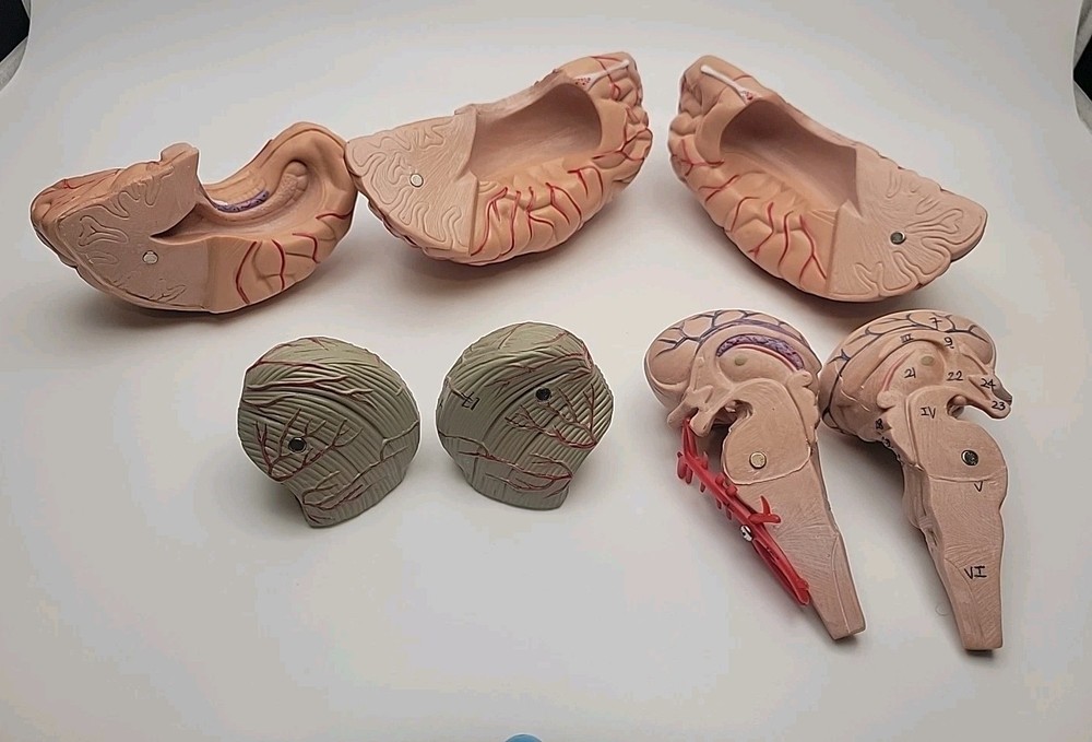 Anatomically Accurate Human Brain Model Anatomy Science Teaching Missing Piece