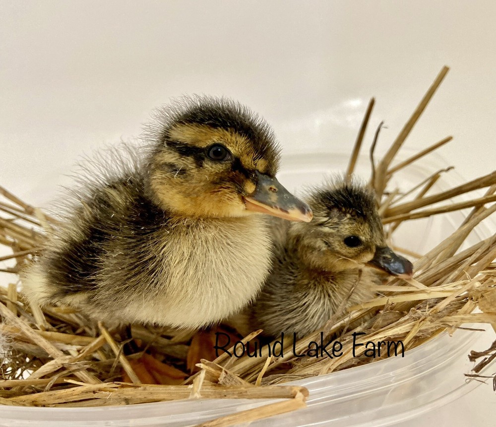 8 assorted duck hatching eggs