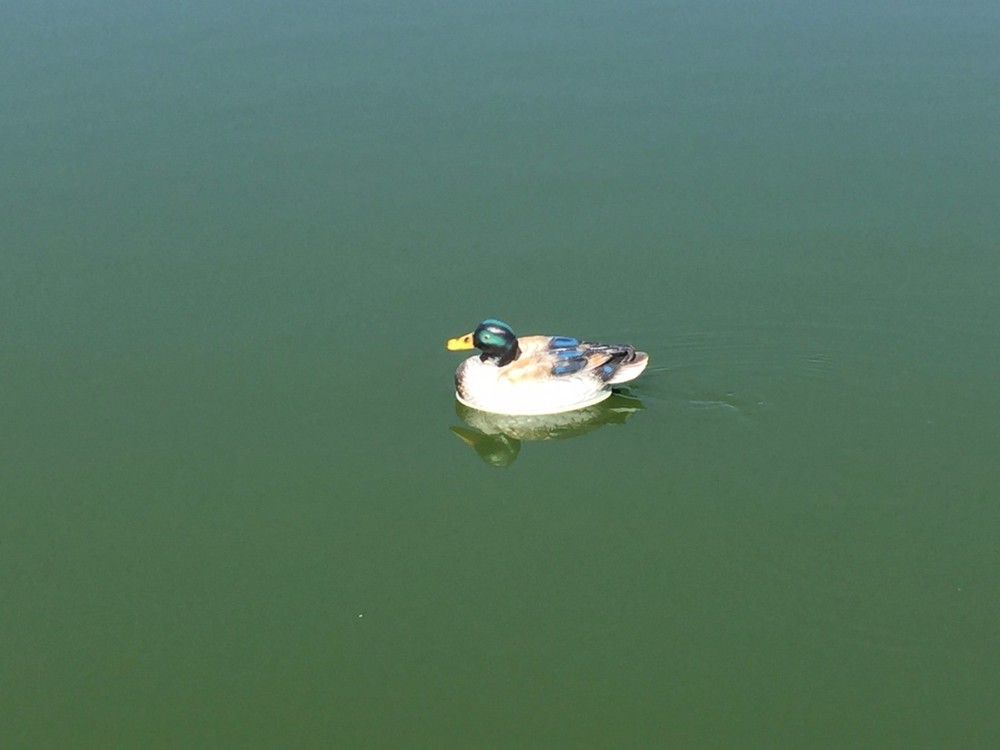RC Duck Boat - Blue