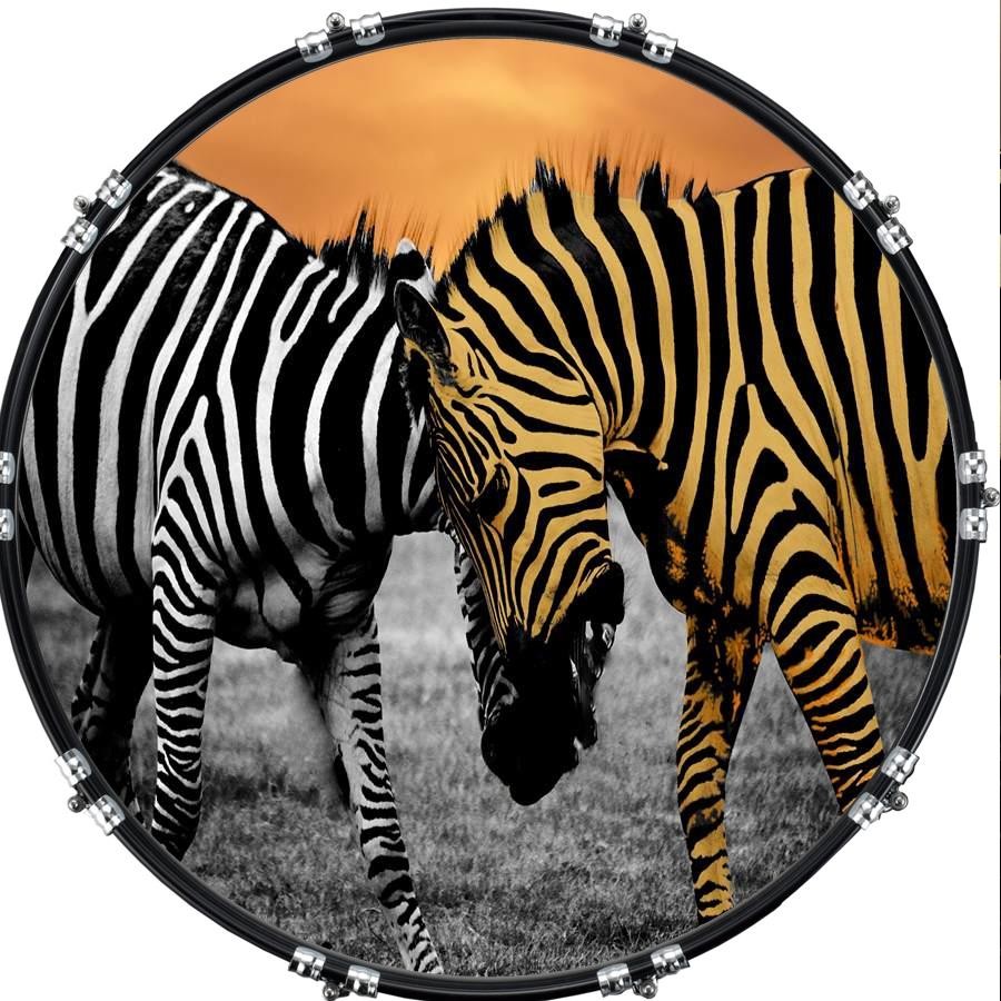 Aquarian 22" Kick Bass Drum Head Graphical Image Front Skin Zebra 4